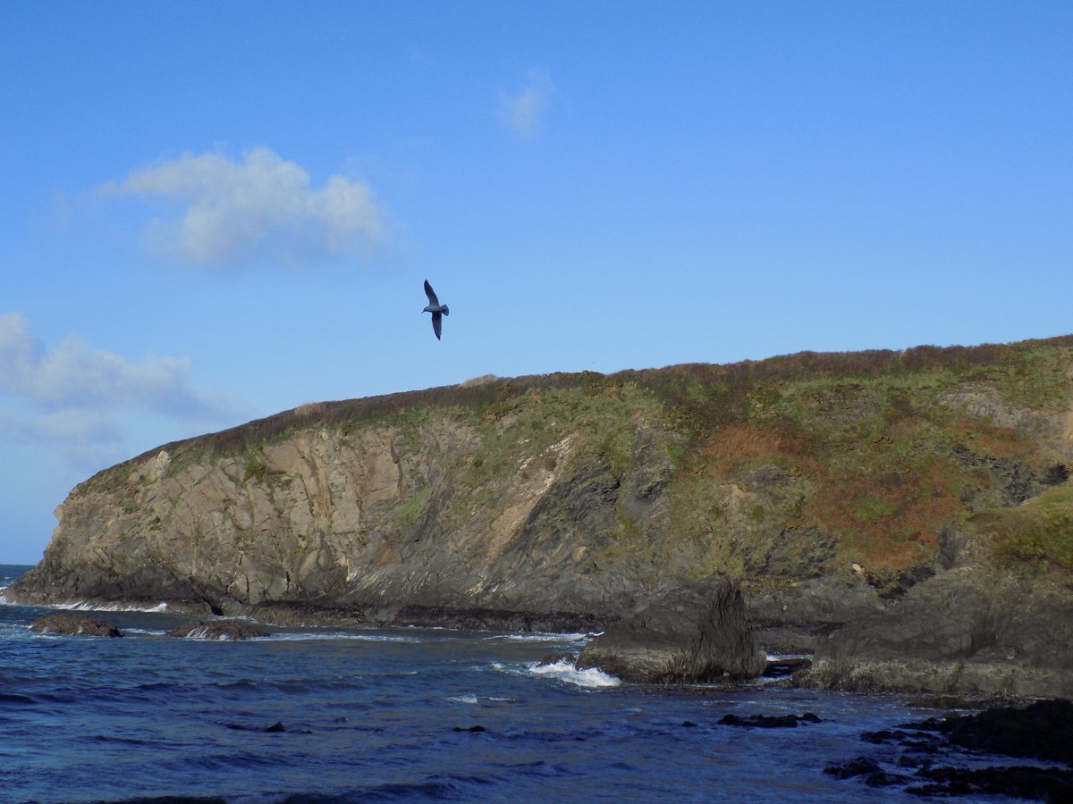#Trefin coast in #Pembrokeshire. #seagulls #NorthPembrokeshire