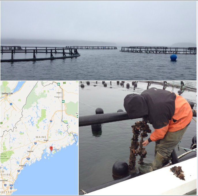 CTShellfish's tweet image. Our Blue Hill Bay mussel farm in Maine uses old salmon pens to rope grow the mussels.  Mid-Maine tides are an ideal grow out environment.