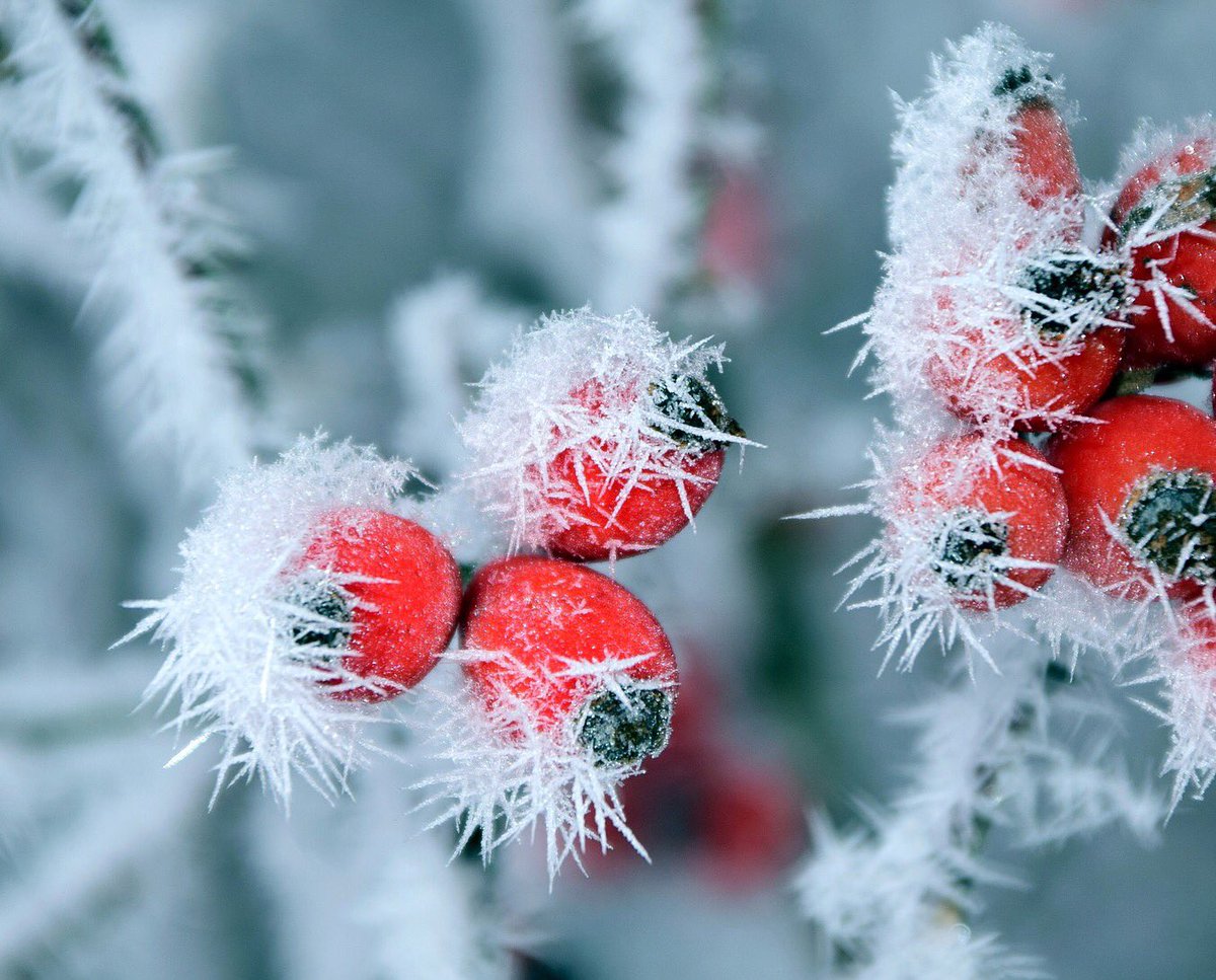 What to pick in Nature's pantry in January? Rose hips! 🌹❄️They are full of C-vitamins, omega fatty acids, and fibers.
#nordic #food
