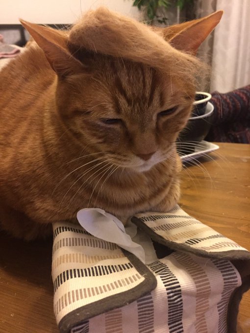 ドナルドトランプです 