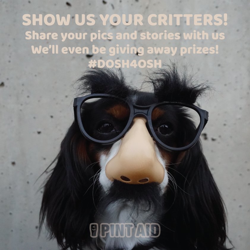 ItsPintAid's tweet photo. Show us how much you love your pets! We're fundraising for @2014OSH and want to see your snaps. Use #DOSH4OSH #animals #pets #love #PintAid https://t.co/3NlgzVZntB