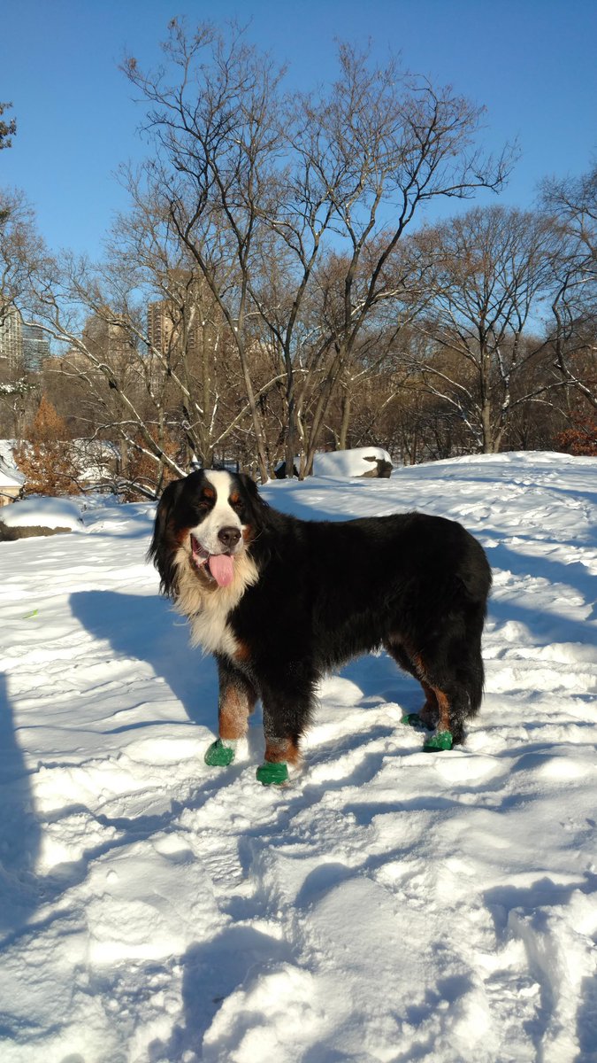 A high of 24 degrees today! 17 degrees this morning. Perfect weather for Hubbell #bernesemountaindog  #winterinnyc  #CentralPark