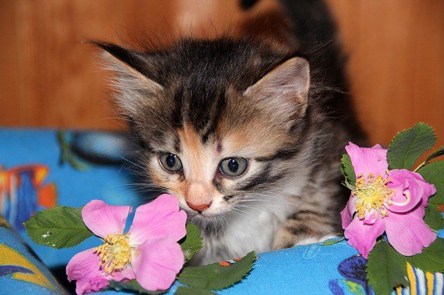 berenika55's tweet photo. Милые котята! Подборка красивых фото https://t.co/9NzozPTliS https://t.co/ecUJzYQe8L