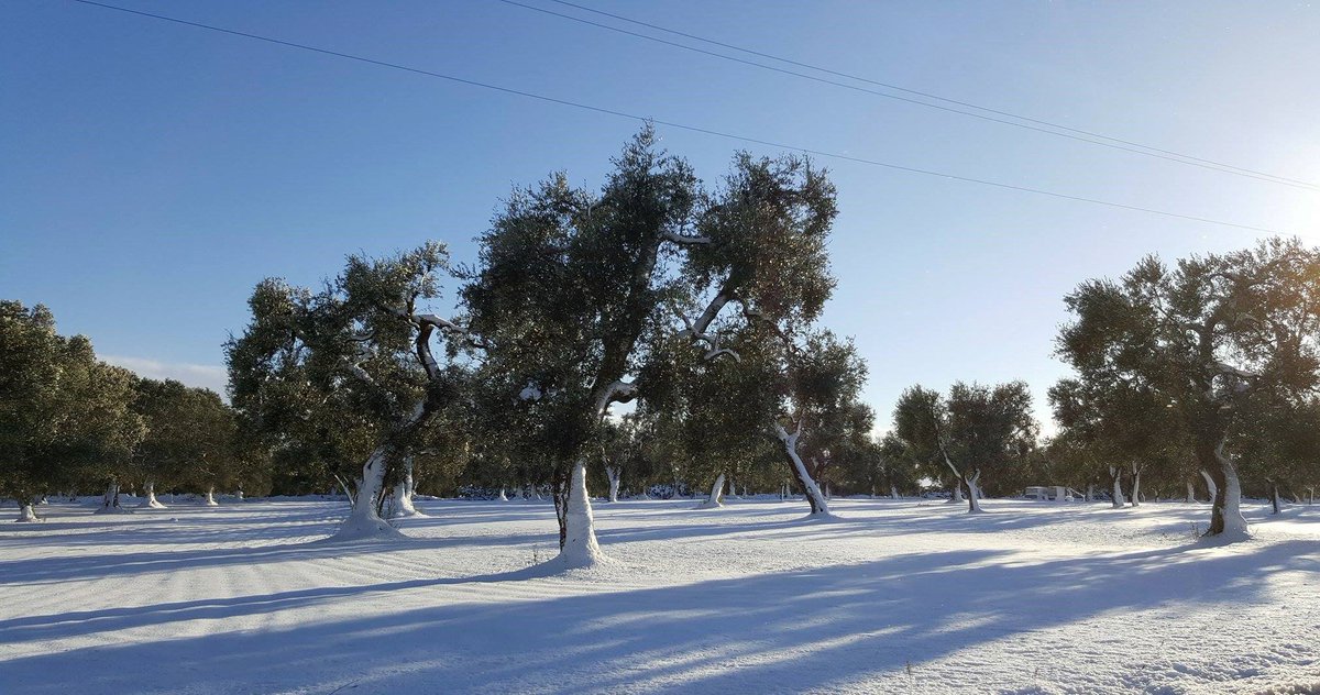 #Ulivi di bianco vestiti #Salento #neve <a href="/WeAreInPuglia/">WeAreInPuglia</a> olioipatriarchi.it/it/salentinizz…