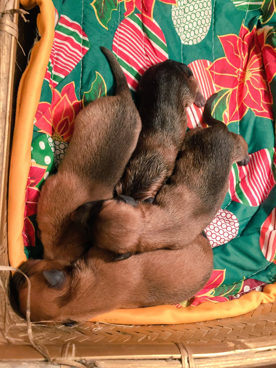 roweefer's tweet photo. My baby Nala is on labor!! So happy to witness this moment 😌 so far, four Belgian Mallinois and counting 💕 https://t.co/Z4OWKmWoNJ
