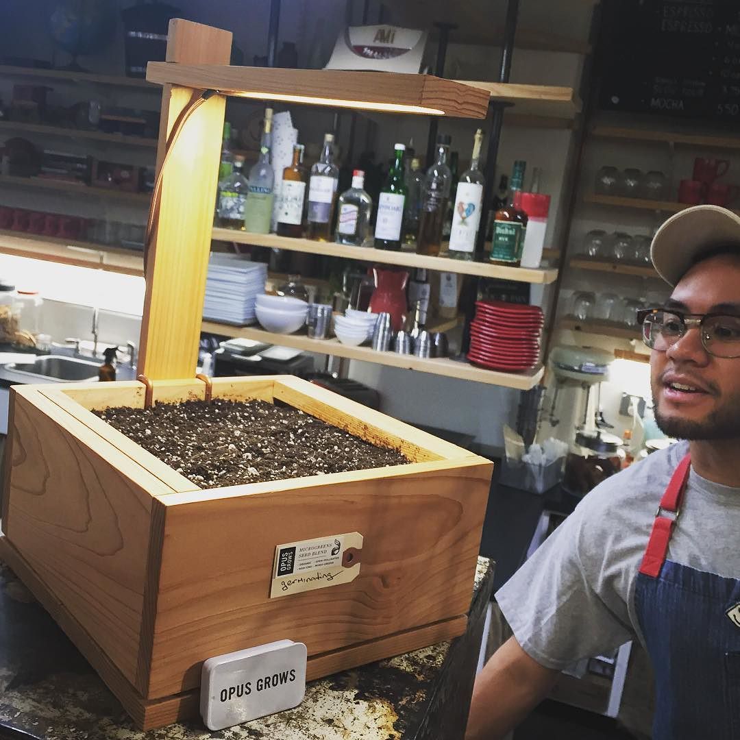 New year new beginnings. #Germinating #microgreens <a href="/opusgrows/">OpusGrows</a> *** #jerseycity #hoboken #homegardener #healthyfood #h…
