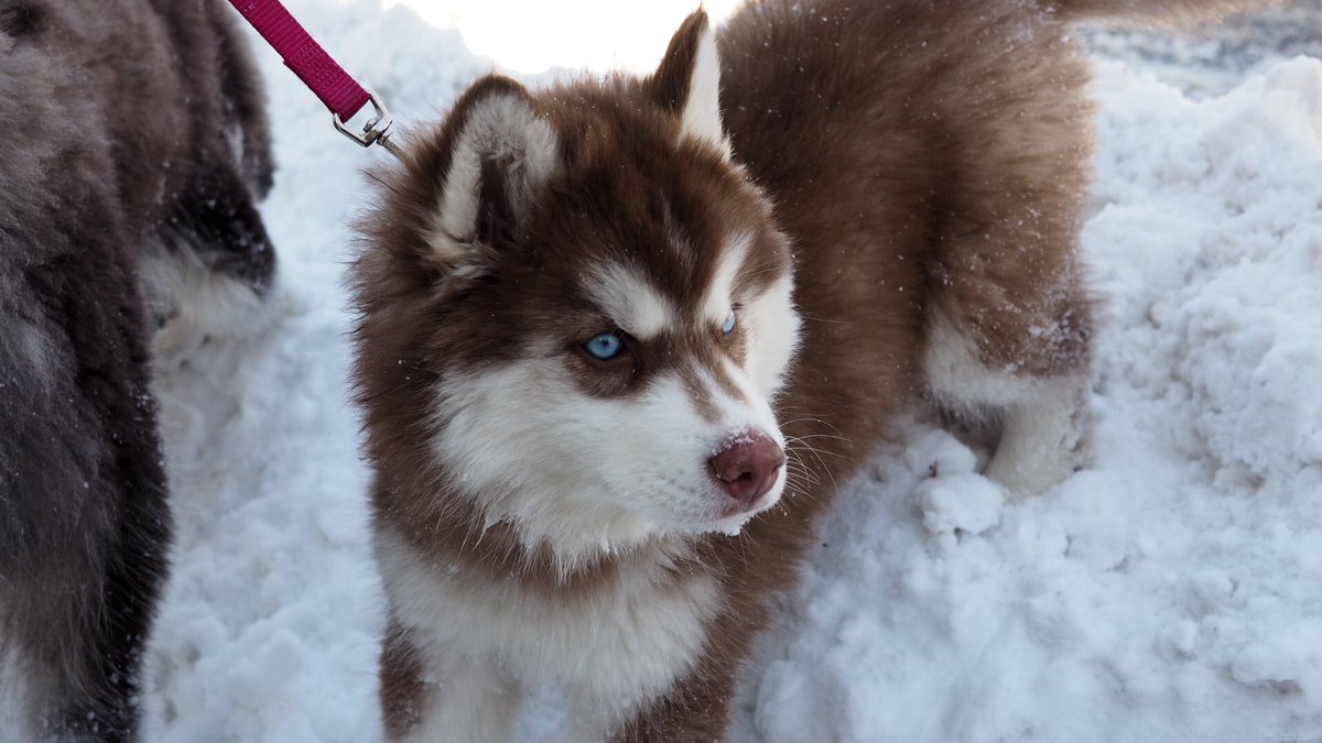 most beautiful husky in the world
