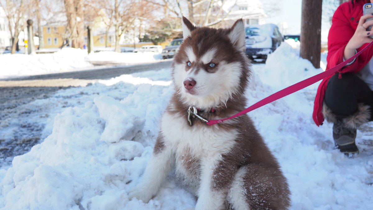 most beautiful husky in the world
