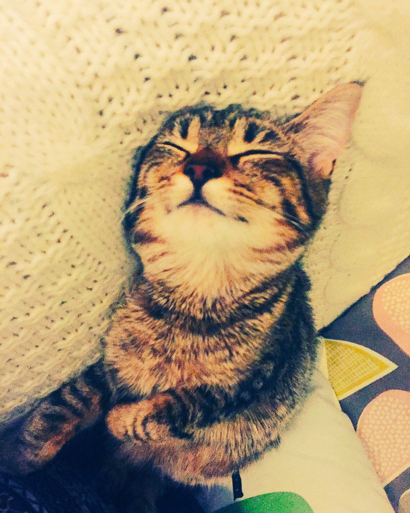 LucyRossiter85's tweet photo. She destroyed my dinner. Sat on my vegetables. Ate my salmon and poked her nose in my chopped tomatoes #CATastrophe https://t.co/5CUeGvXwPh
