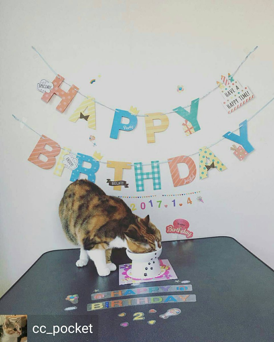 猫壱 Necoichi 公式 みんなでお祝い バースデーにゃん 2歳のお誕生日おめでとうー 可愛らしいお誕生日会のお写真 ありがとうございました 猫壱 猫壱バースデー ねこ ネコ 猫好き 猫 猫壱では可愛い写真や動画を配信中 T