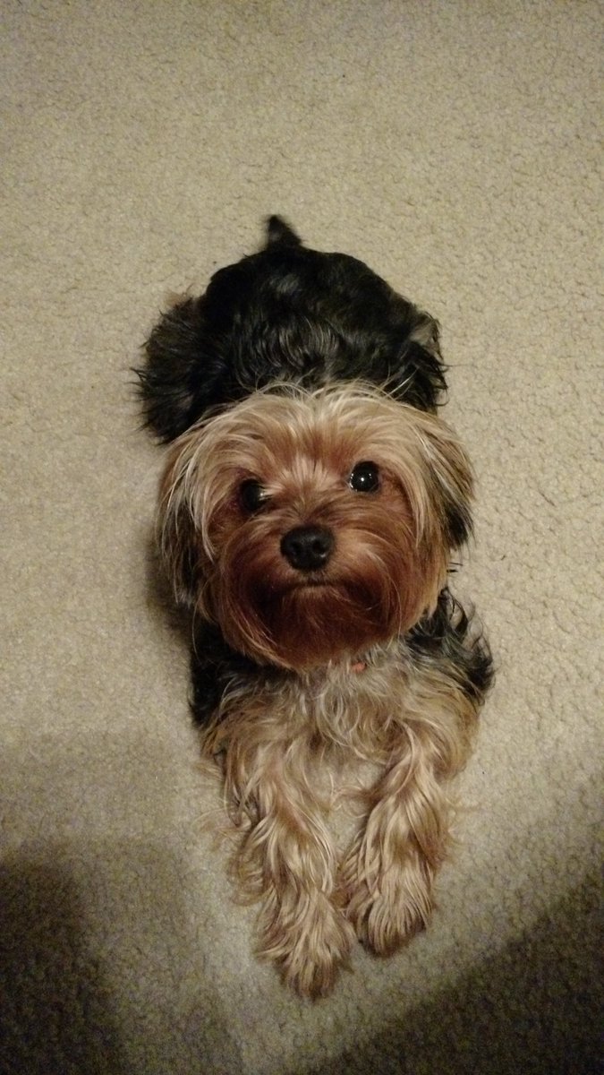 TaylorJeanTown2's tweet photo. Look At My Cute Dog. #CuteDog https://t.co/ZsH7RPReV0