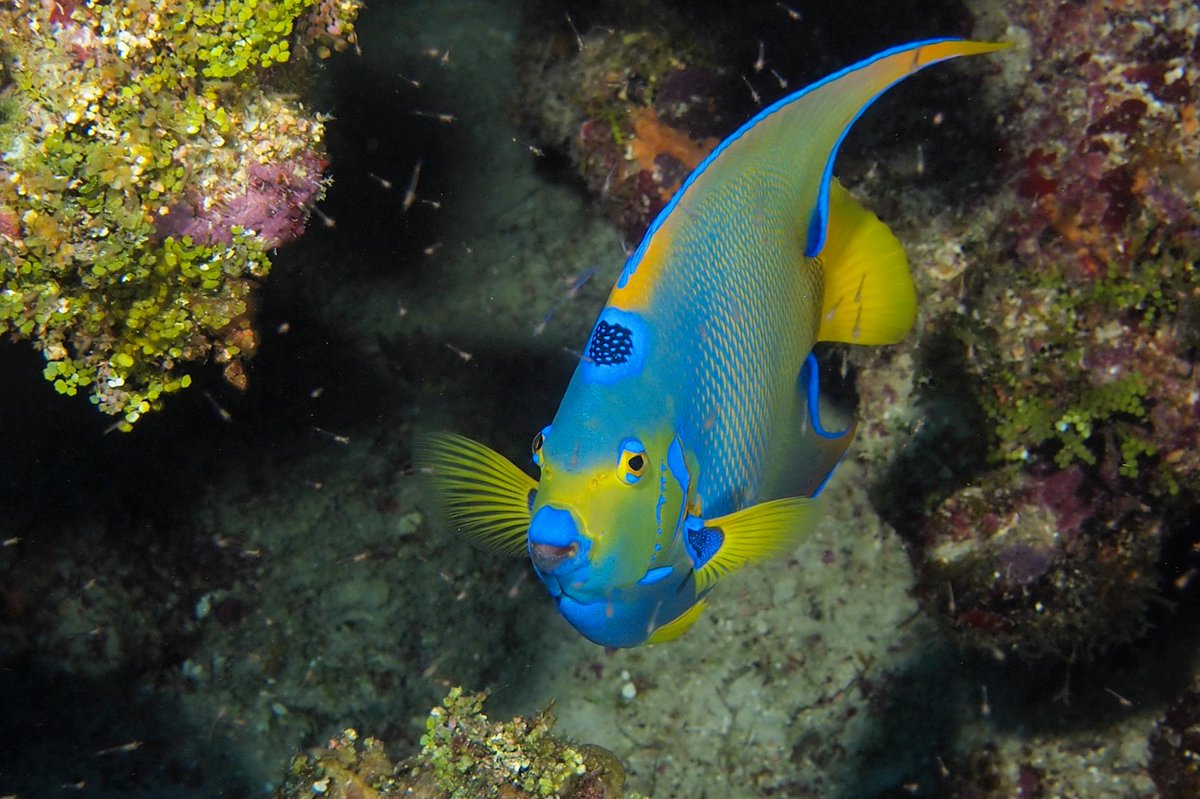 CAYMANISLANDS (@CAYMANONLINE) | Twitter