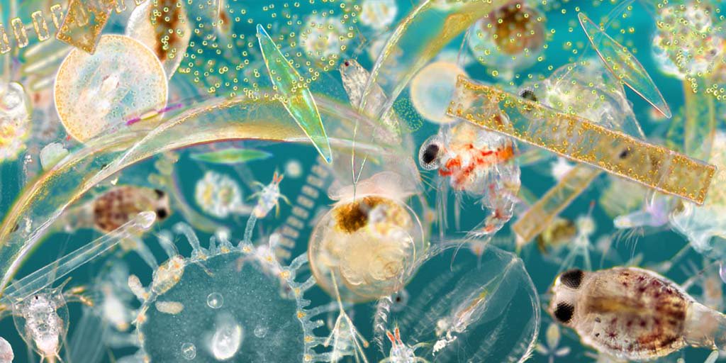 PlanktonPundit's tweet photo. It's time the #Plankton got on TV. So many stories: the food chain, fisheries, oxygen, rocks, volcanoes, carbon cycle, our very way of life. https://t.co/wKi0yb7fkU