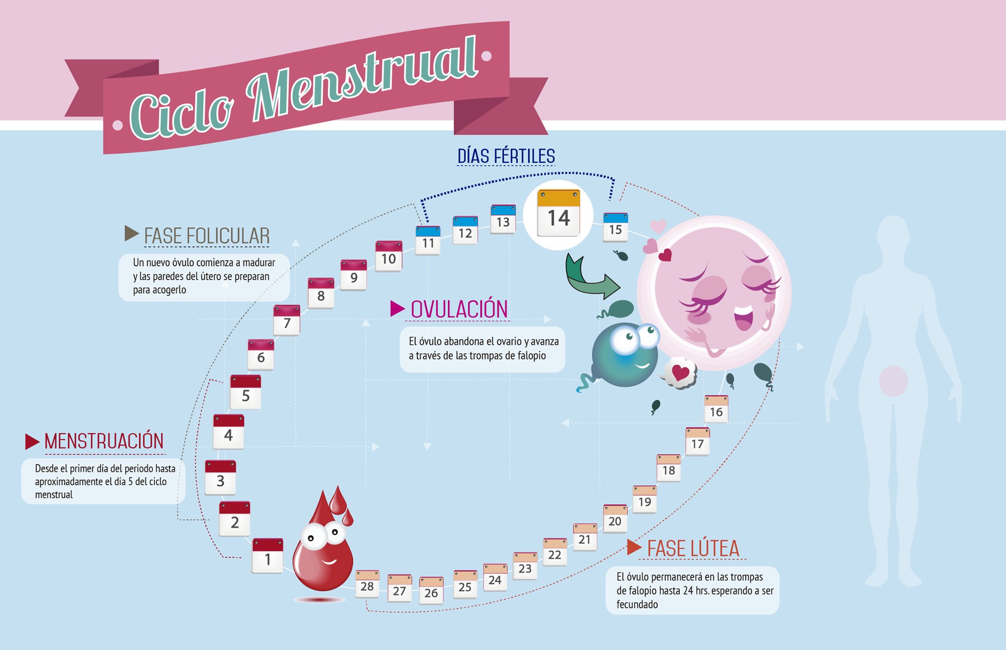 Ciclo de fertilidad de la mujer