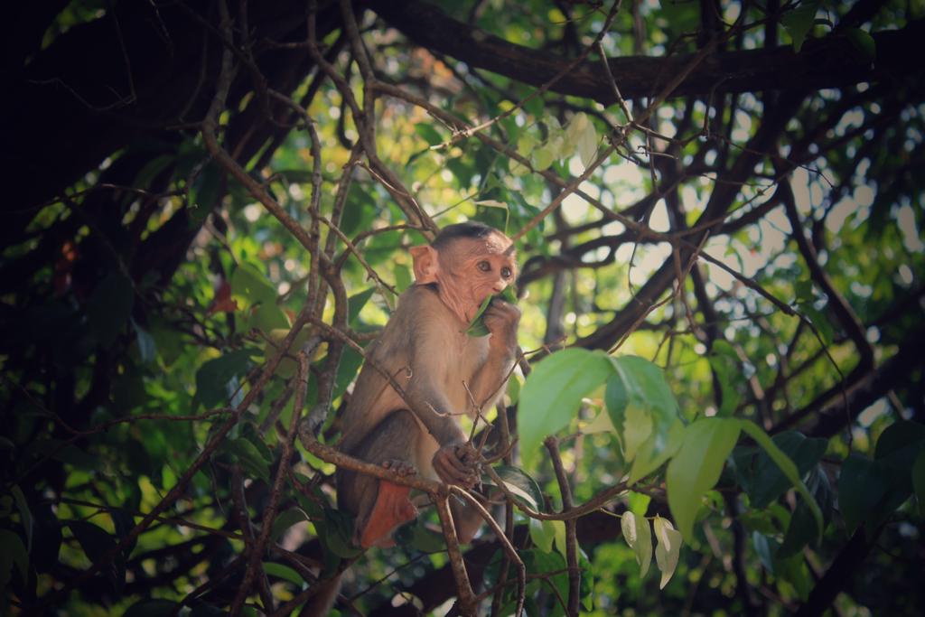 ranesuraj46's tweet photo. #monkeys #monkeydluffy #monkey2016 #monkeylovely #monkeylove #arcticmonkeys #monkeybusiness #monkeyddragon #redmonkey #monkeybusiness https://t.co/ayWbE0fsHp