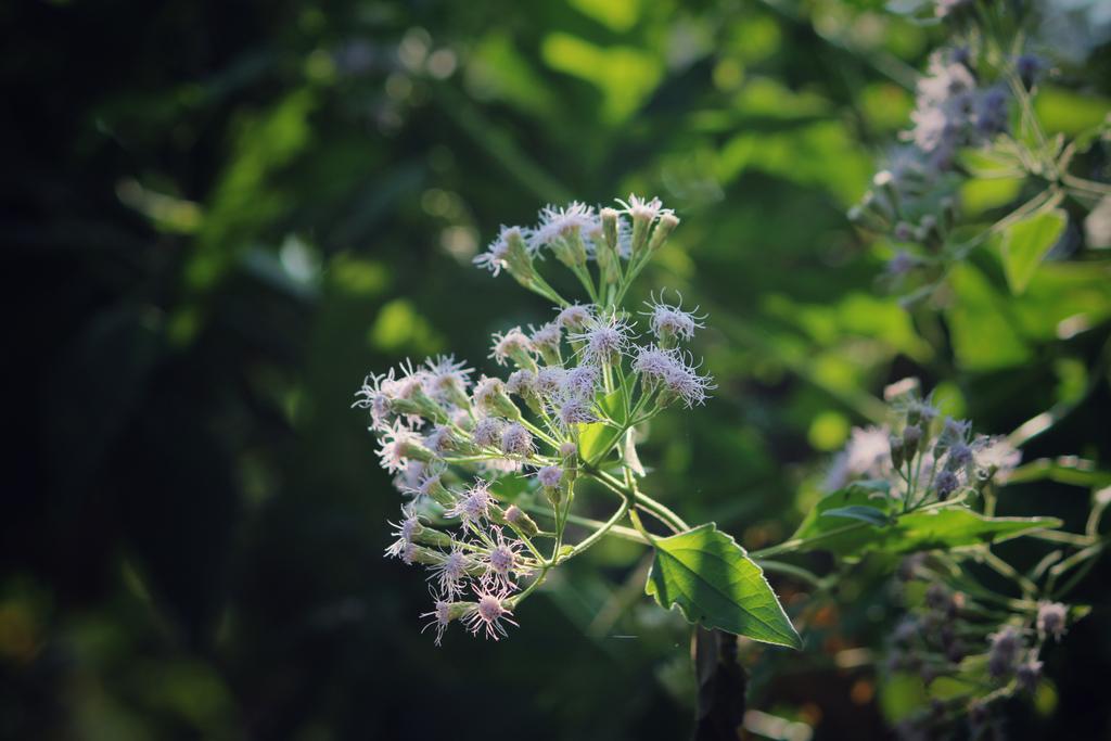 ranesuraj46's tweet photo. #flowers #flower #petal #petals #nature #beautiful #love #pretty #plants #blossom #sopretty #spring #summer #flowerstagram https://t.co/RD40A2rFdI