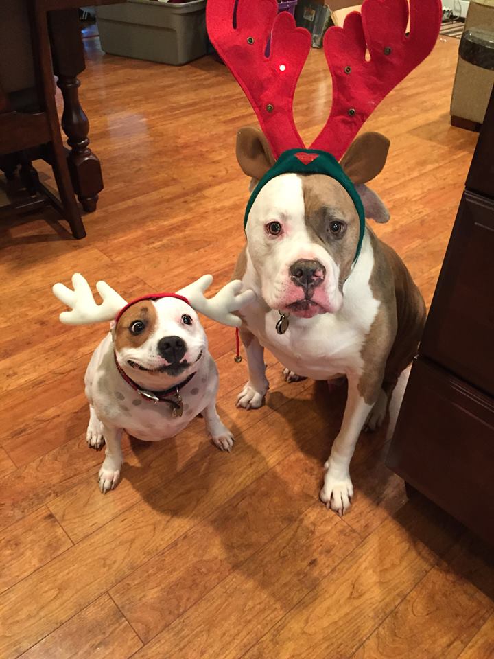 AwwAnimals_'s tweet photo. Can you guess which one was happy https://t.co/VPz1mqkaVh