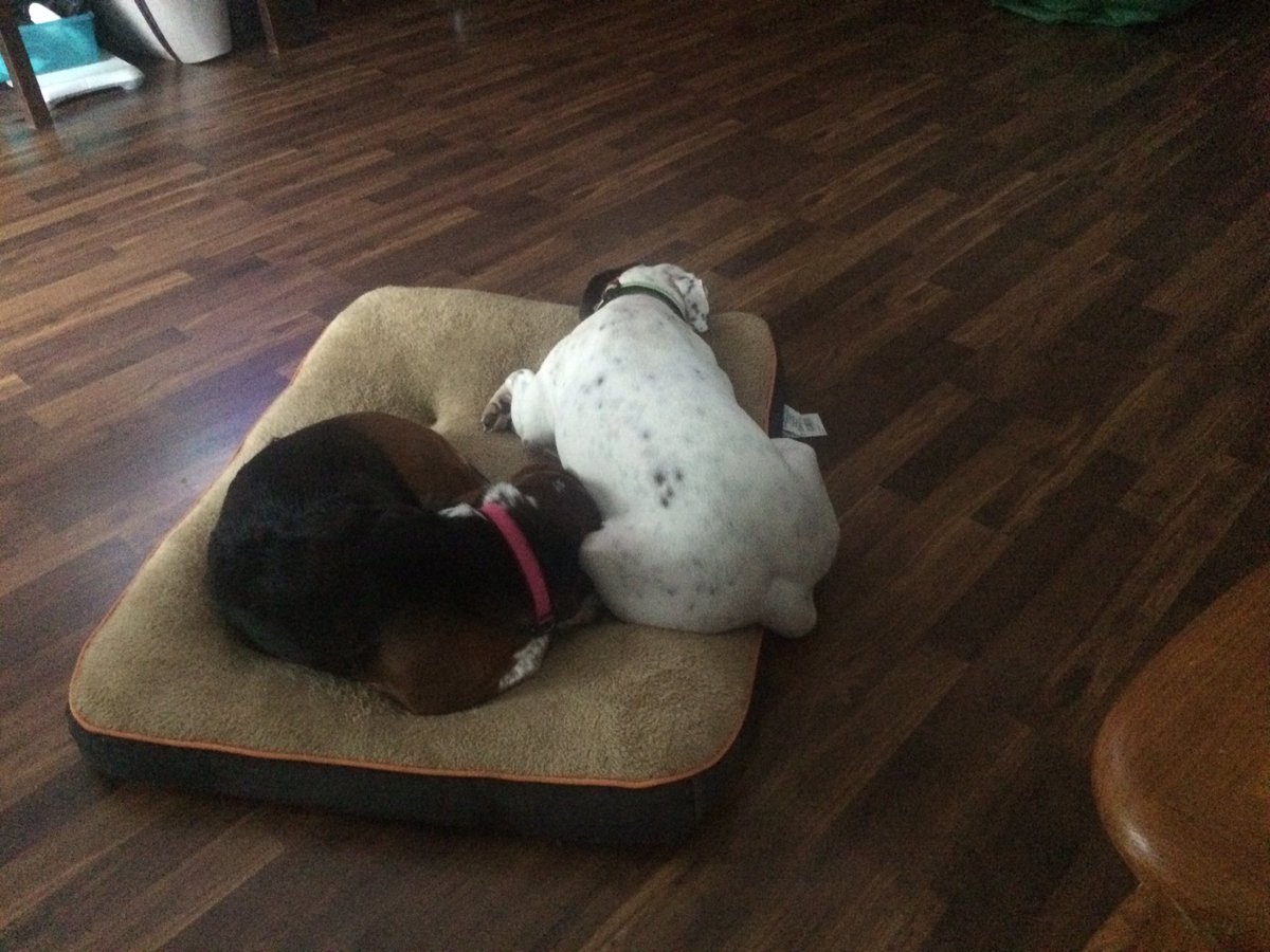 trp7sep10's tweet photo. My puppies no what Sunday afternoon is good for. #napcentral https://t.co/FoXVOGGZA9
