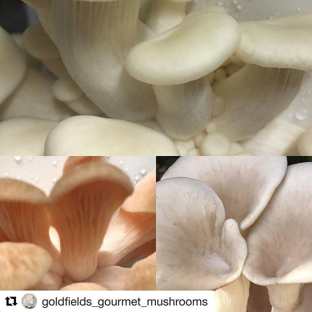 It was great to see these fantastic locally grown mushrooms at the Bridge Mall market on Saturday! Definitely check…