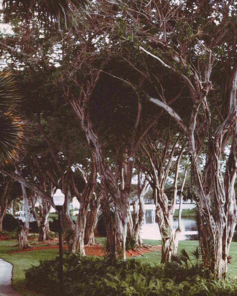 ItsMeTobyJo's tweet image. storybook trees everywhere 🦄⠀ ift.tt/2i3NEJb