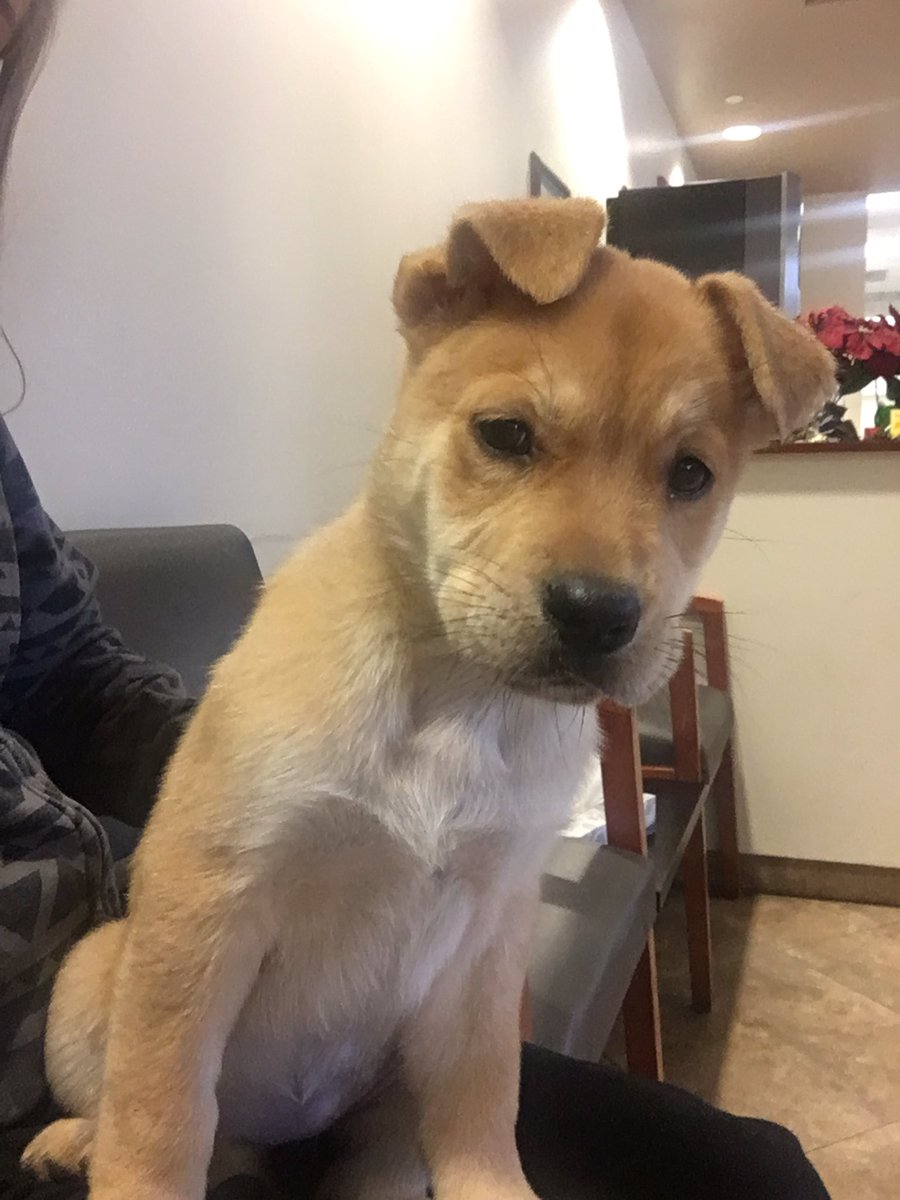 Please consider making a donation to help Sarah: youcaring.com/ThePetRescueCe…