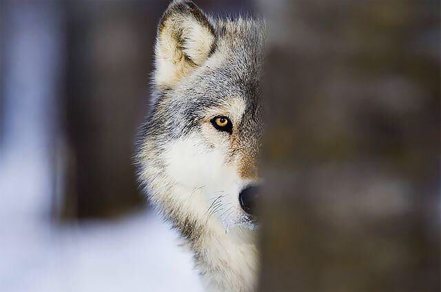 CoachTomba's tweet image. Got the pedigree built #StopTheRun #Bend #Spill #Strike #RelentlessPursuit @rebelhfc #FPF