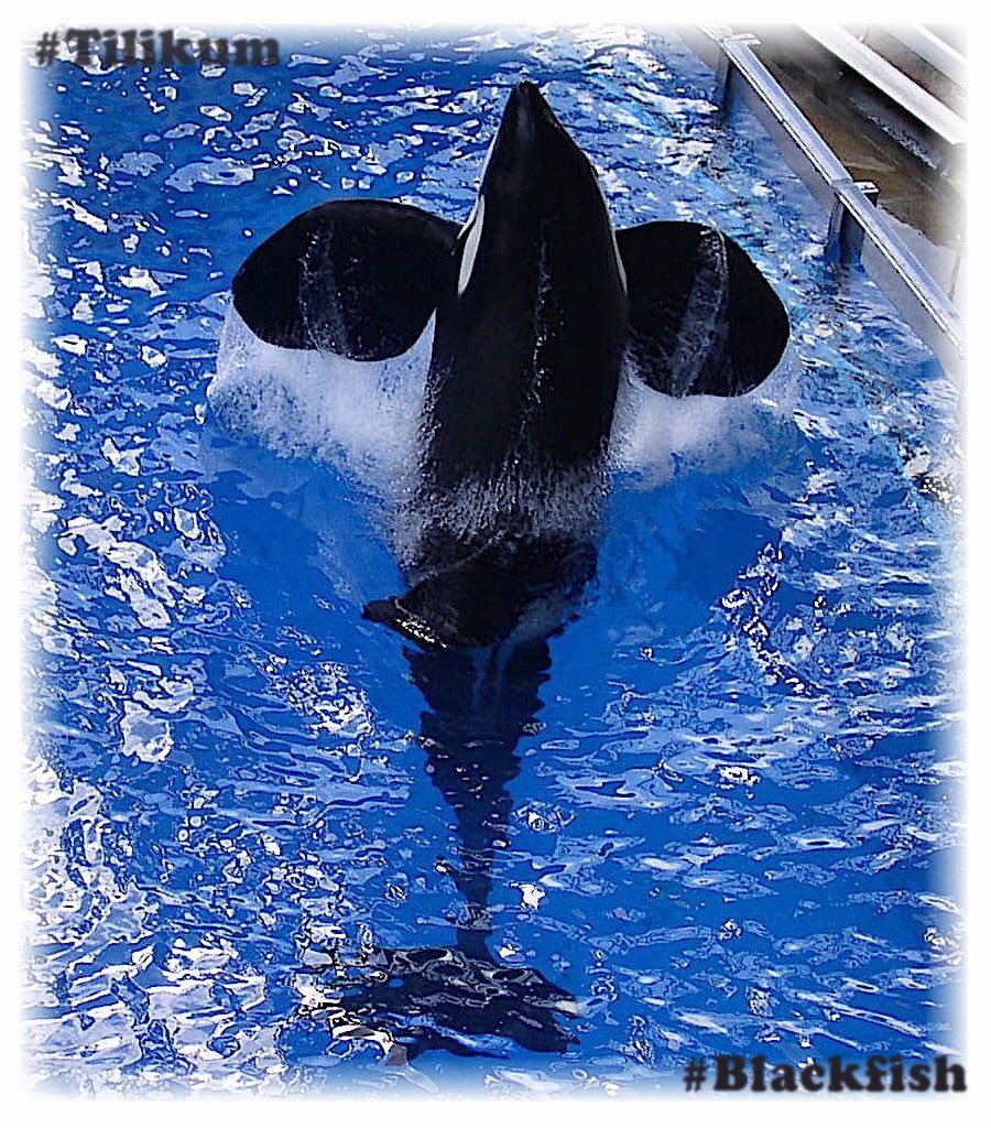 Hey SeaWorld, #Blackfish Tilikum Isn't your family, he wasn't thriving in UR care &amp; NO, wild orca don't die from resistant super infections