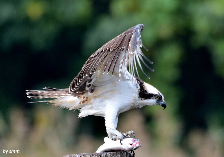 iauaauoo's tweet photo. Top-level predators #osprey #birding https://t.co/vroBwY91RF