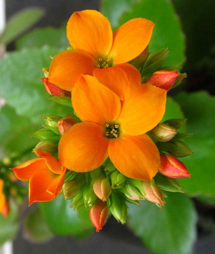 nikiool's tweet photo. #inspiration #inbloom
https://t.co/fvzl9Z26Nz
#flowers #indoors #plants #blooming #colors #orange #colorfulthoughts #blog #passion #home https://t.co/x3ckbQ8c9s