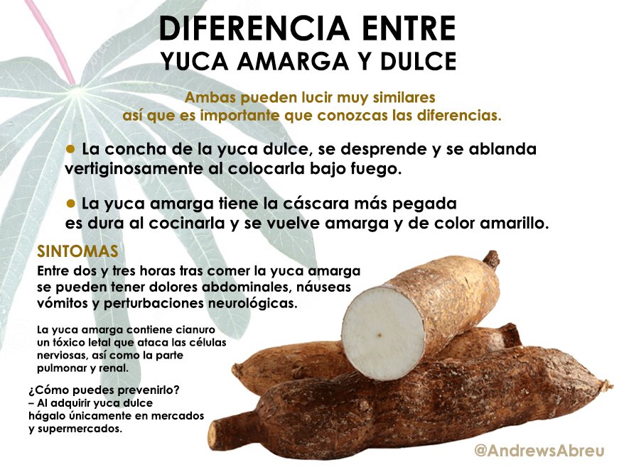 Yuca como cuidarla