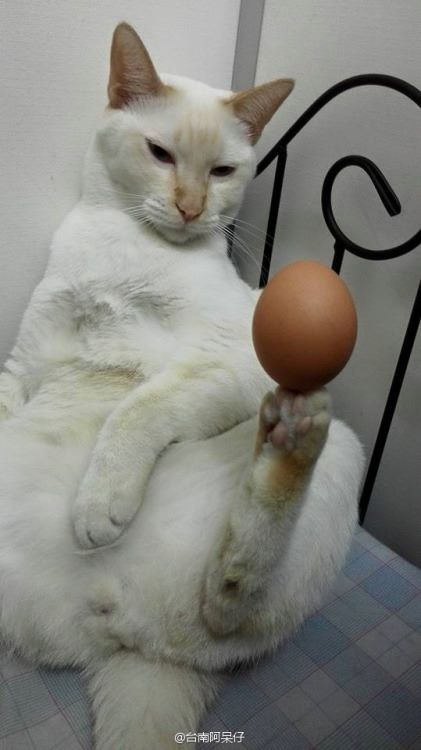 igormaiatxt's tweet photo. aqui vemos fotos de um gatinho equilibrista https://t.co/boHDLA4f4A