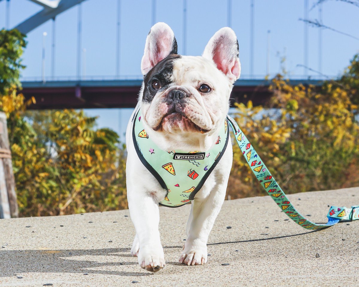 pizza dog harness