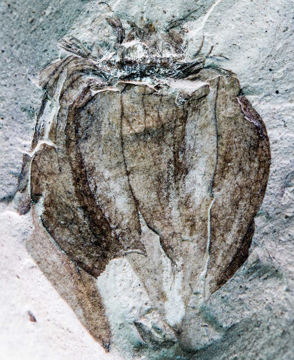 Emily310123's tweet photo. Ancient tomato ancestors found in 52-million-year-old Patagonian stone https://t.co/Ebpnp6dMI0 https://t.co/rtvyKwAx1B