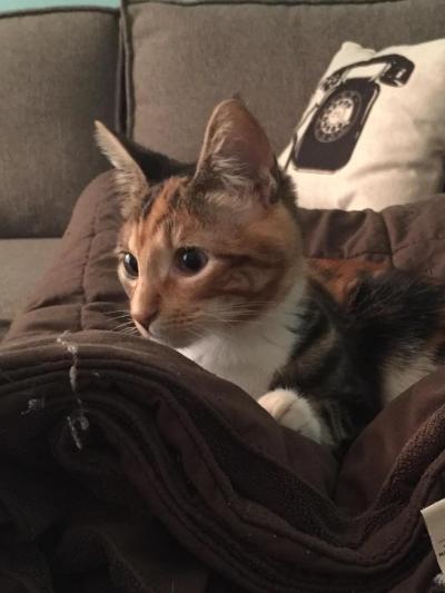 NashCatRescue's tweet photo. Annie: Sweet little #cat who needs a good home that can give her lots of attention, patience &amp; lots of love.Will you be her furrever family? https://t.co/Y25Dvsu5T7