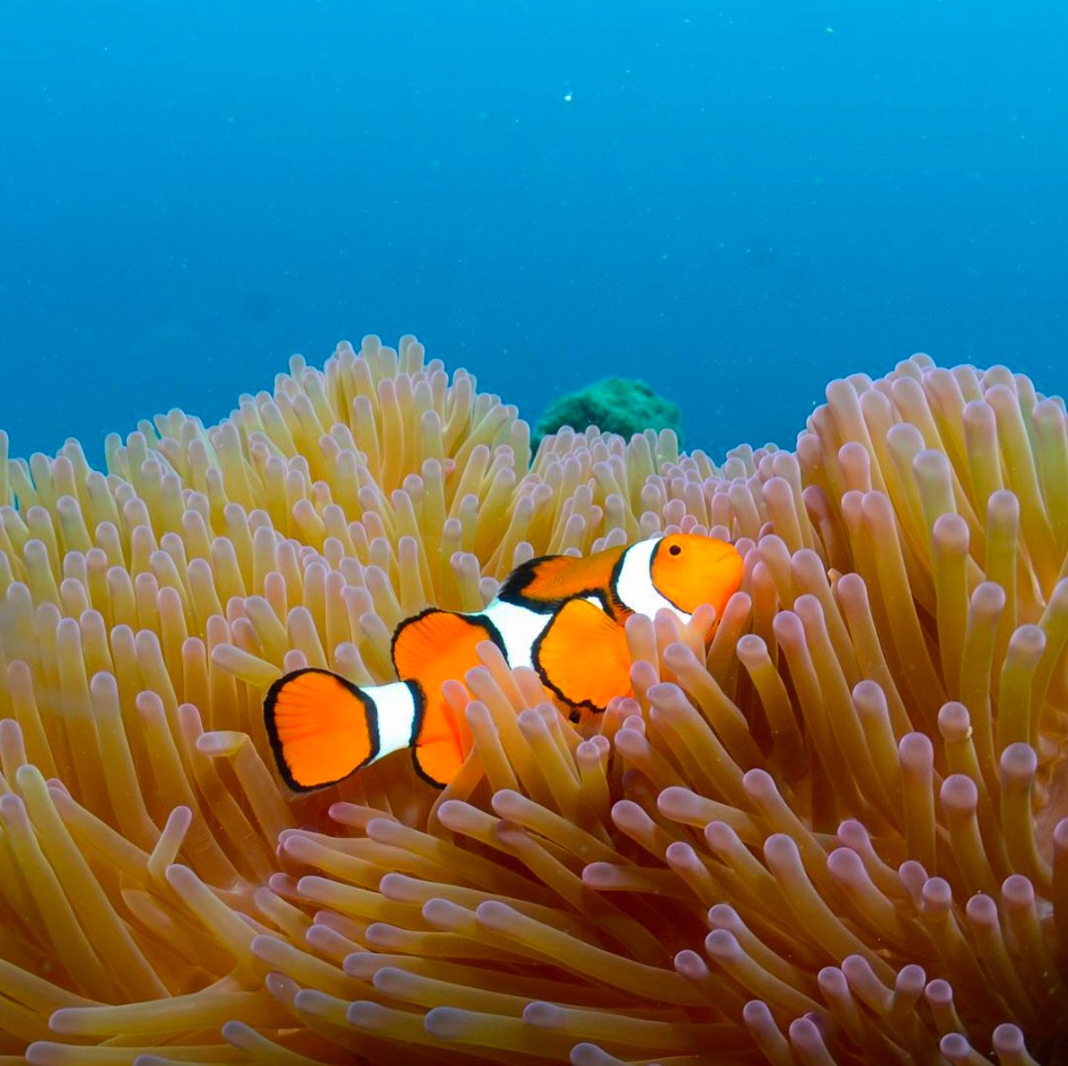 Your Week on the <a href="/gbrmarinepark/">Great Barrier Reef Marine Park Authority</a> | Check out our fav 📸 from 👫 👨‍👩‍👧‍👦 who visited the reef! More photos 👉🏼 bit.ly/2iT1XgN