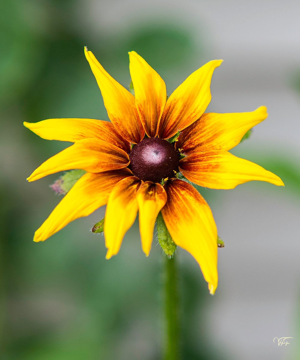 LifeReallyPhoto's tweet image. Brightening up a gray day, with some flowers.