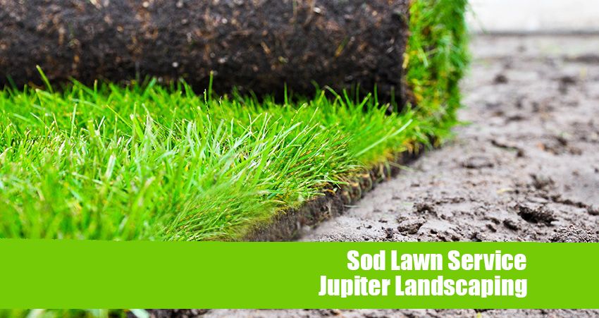 JupiterLandsc's tweet photo. A good grass variety is one that grows well and compliments the rest of your landscape. #sodlawnservice #jupiterlandscaping #landscaping https://t.co/fawI8wjLjy