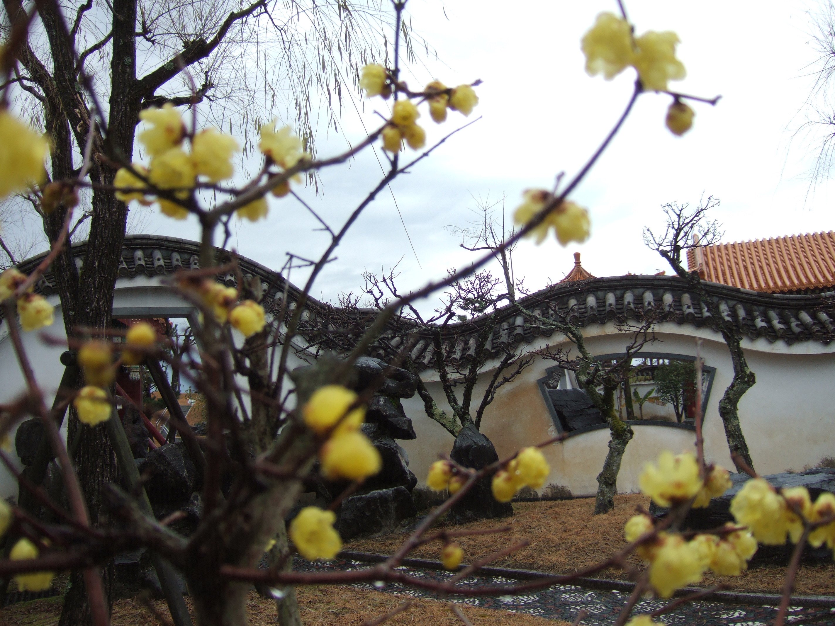 טוויטר 中国庭園燕趙園 בטוויטר 中国原産の冬の花 蝋梅 ろうばい 花言葉は 奥ゆかしさ 庭園に奥ゆかしく咲いています T Co W01fsj7jyv