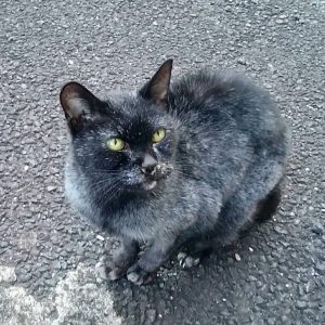 板橋区迷子ペット情報 黒系 グレー色 目撃 板橋区西台 徳丸 T Co Dzhgruwdmz パッと見 黒猫 全体的に 白髪混じりで 黒猫と言うよりは グレー 瞳は 黄色 シッポは 短め 東京都 ネコ 迷い猫 迷子猫 板橋区 T Co Ozgsspqd81