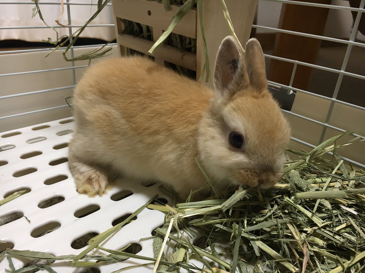 azss1103's tweet photo. うさぎ飼うことになった🐰 https://t.co/ThiNiCZZbN