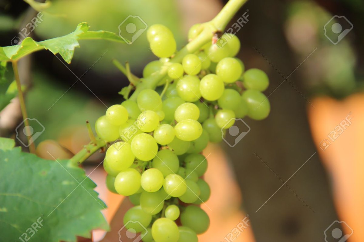 TFormia's tweet image. Try the best to make our products more life like~