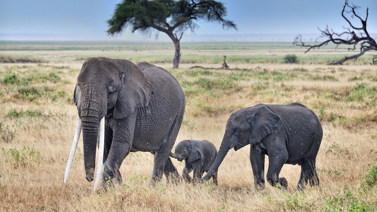 TFormia's tweet image. Try the best to make our products more life like~