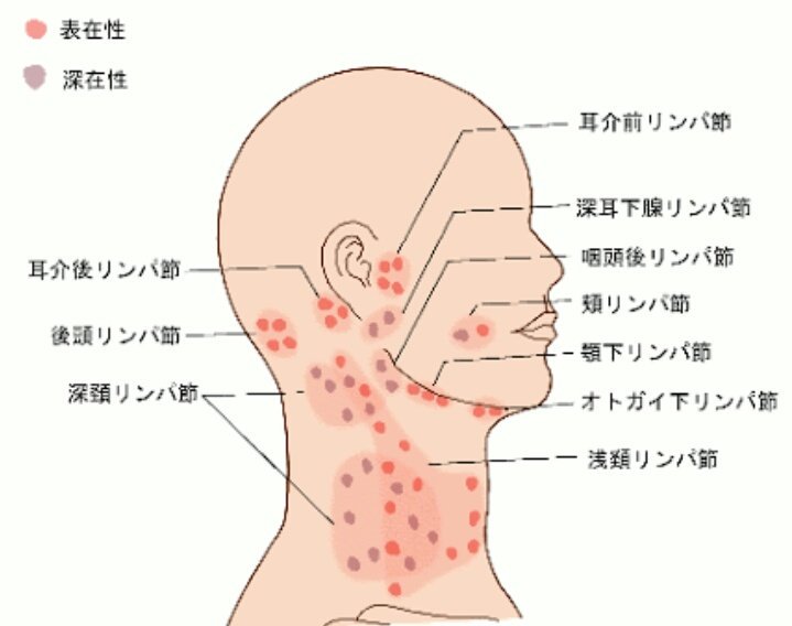 渋谷リラクゼーション Arona Spa Tren Twitter 首には沢山のリンパがあります 頭が重い 顔が疲れた 目の奥が辛い 小顔 眼精疲労コースは 顔 首 肩 リンパの出口の鎖骨までしっかり老廃物を流していきます 撫でるだけではなく 深い所までグイーっと流して 渋谷リラクゼーション Arona Spa Tren Twitter 首には沢山のリンパがあります 頭が重い 顔が疲れた 目の奥が辛い 小顔 眼精疲労コースは 顔 首 肩 リンパの出口の鎖骨までしっかり老廃物を流していきます 撫でるだけではなく 深い所までグイーっと流して