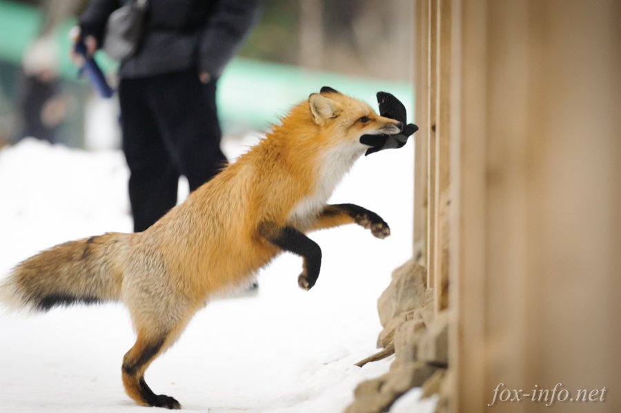 キツネ写真館 キツネ飼養中 キタキツネ 手袋を奪いに T Co Kml3aig6fk キツネ に手を出す悪い子はこうなって危ないからやめてね 君がケガをする事よりもキツネが誤飲しないかを心配してます