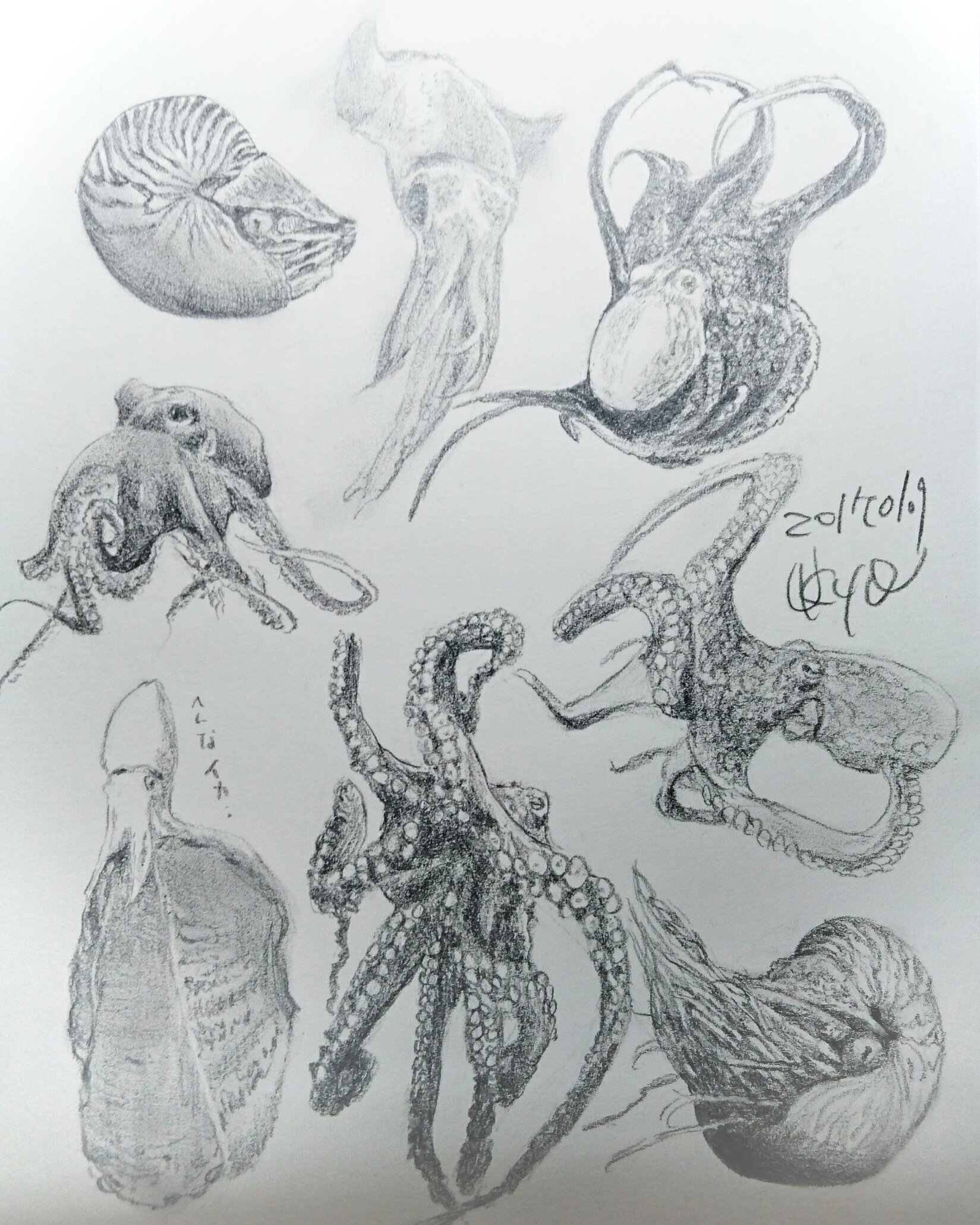 Uzivatel Kagetsu Ukyo 卯京 華月 Na Twitteru 今日の落書き 無脊椎動物 軟体動物 頭足網づくし 落書き 鉛筆画 練習 息抜き 素描 一日一画 今日の落書き 軟体動物 頭足網 タコ イカ オウム貝 海の生き物 海洋生物 海の幸 海産物 美味しい