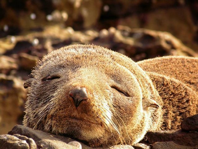 coffscoast's tweet photo. "Wake me up when it's the weekend" IG@luca.holness captured this fella taking a nap on the #beach at #hungryhead #seal https://t.co/EDxw010tU9