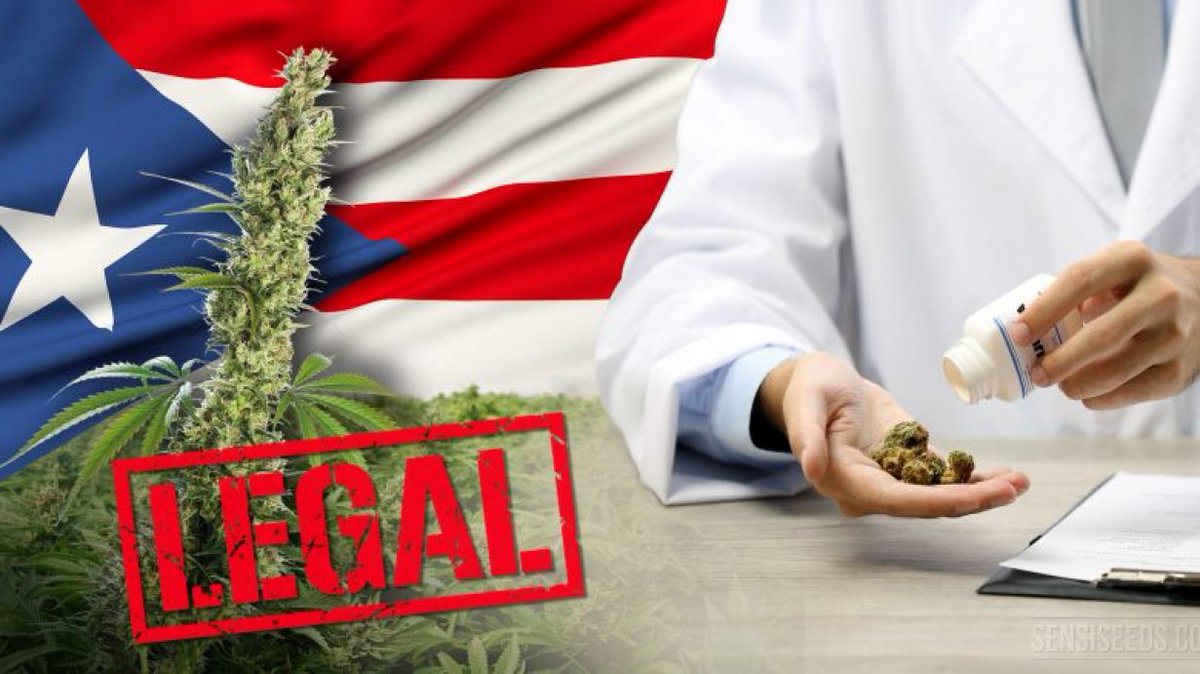 GrowLandiaOFI's tweet photo. Puerto Rico ya dispone de #marihuana #medicinal #legal - https://t.co/n9fL1ixSei https://t.co/PbEemA5hMi