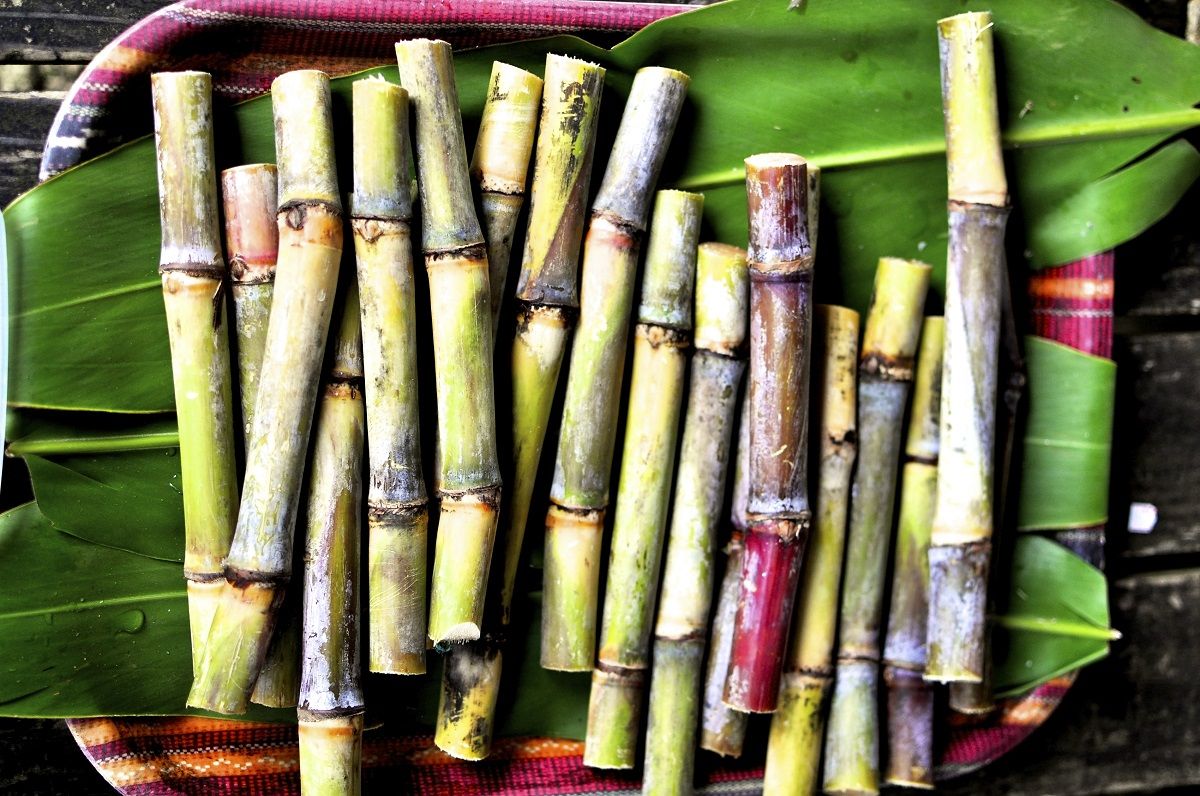 Сахарный тростник сбор. Мартиника сахарный тростник. Рубка сахарного тростника. Черенкование сахарного тростника. Сахарный тростник в Египте.
