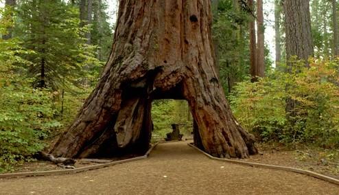 DaveyTree's tweet photo. R.I.P. Pioneer Cabin tree-- this mammoth sequoia #tree will be forever missed by its many visitors. https://t.co/HW4xp87eD9 Via: @latimes https://t.co/Qr5Dmgt10S