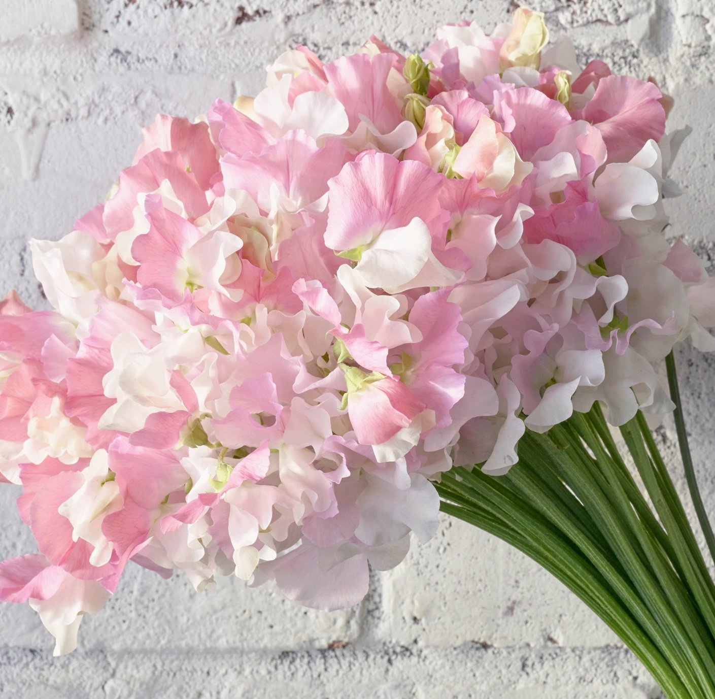 青山フラワーマーケット 6 19は父の日 今日は成人式 成人になったみなさん おめでとうございます 門出 が花言葉のスイートピーを贈ります 香りを一緒に届けられないのが残念 T Co 8ts7fcfwar Twitter